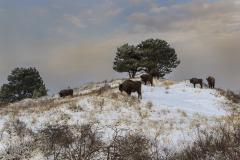 Wisent in sneeuwlandschap. Foto: Ruud Maaskant