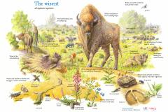 The wisent a keystone species