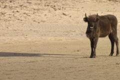 Wisent met schaduw in het zand. Foto: Ruud Maaskant