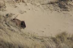 wisentkop in zandverstuiving