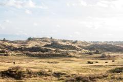 Wisenten in het Kraansvlak. Foto: Dylan Haanappel