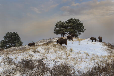 Wisent in sneeuwlandschap. Foto: Ruud Maaskant