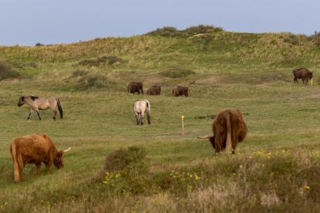 Wisenten, koniks en hooglanders bij Wisentenpad Kraansvlak. Foto: Ruud Maaskant