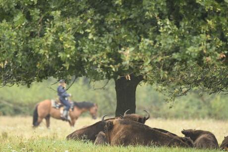 Ruiter en wisenten in de Maashorst, foto: Arjen Boerman