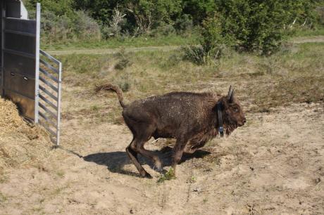 Loslaten wisent. Foto: Leo Linnartz