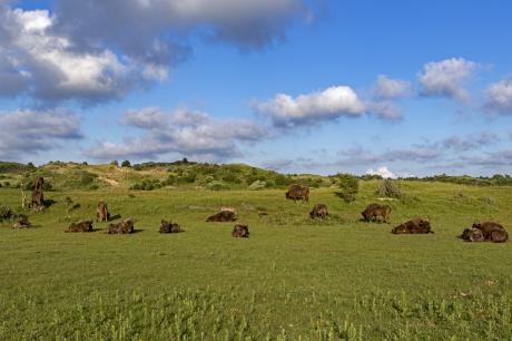 Wisenten Kraansvlak, foto: Ruud Maaskant