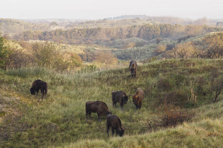 Wisenten in duinlandschap. Foto: Ruud Maaskant