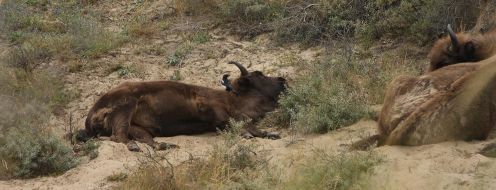 Ekster en wisent. Foto: Leo Linnartz