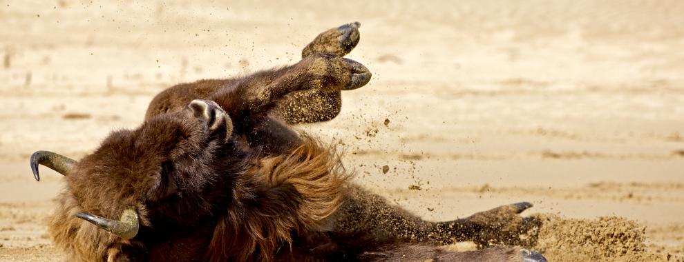 Wisent neemt zandbad. Foto: Ruud Maaskant