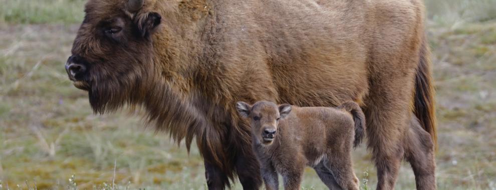 Wisent met kalf uit 2017. Foto: Ruud Maaskant