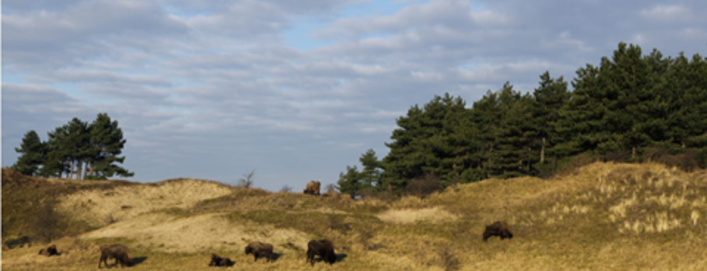 Photo_van Ruud_Maaskant_european_bison_on_the_dunes