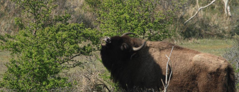 Wisent eet meidoornblad