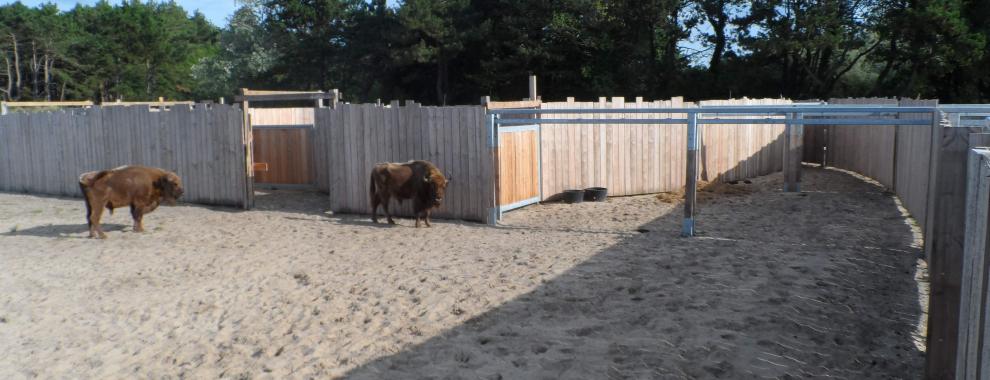 Wisentstieren in kraal. Foto: Yvonne Kemp.