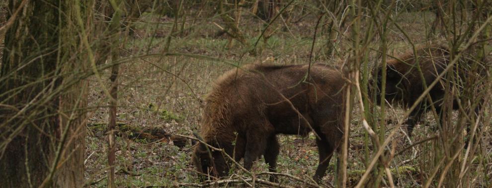 Wisentstier Natuurpark Lelystad. Foto: Leo Linnartz