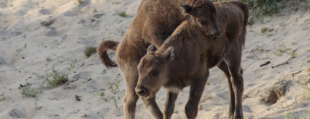 Kalfjes wisent Kraansvlak, foto: Ruud Maaskant