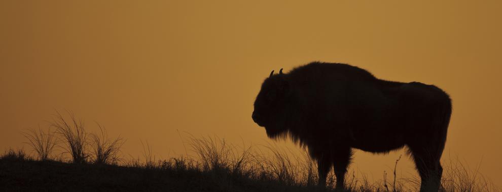 Wisent met zonsondergang. Foto: Ruud Maaskant