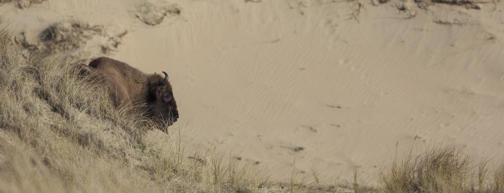 wisentkop in zandverstuiving