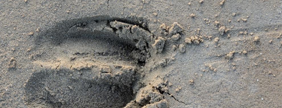Wisentspoor in het zand. Foto: Ruud Maaskant