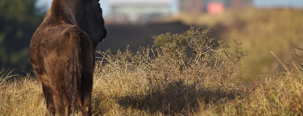 Wisent kijkt naar Zandvoort. Foto: Ruud Maaskant