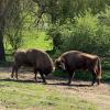 2 bulls in Kraansvlak