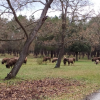 The_bison_from_kraansvlak_are_quickly_accepted_into_the_existing_herd