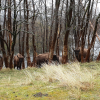 the_smaller_kraansvlak_herd_near_meertje_van_burdet_lake_a_few_days_after_the_bison_were_transported