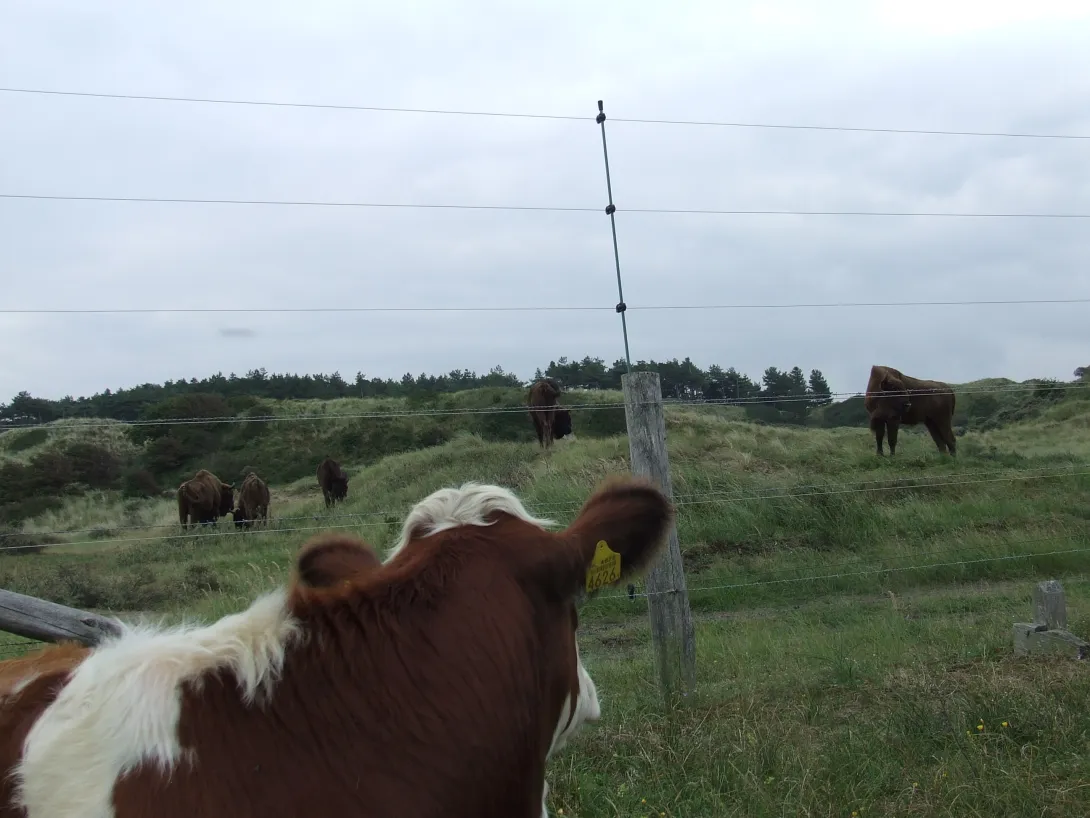 Wisent en rund. Foto: Linde Veldhoen
