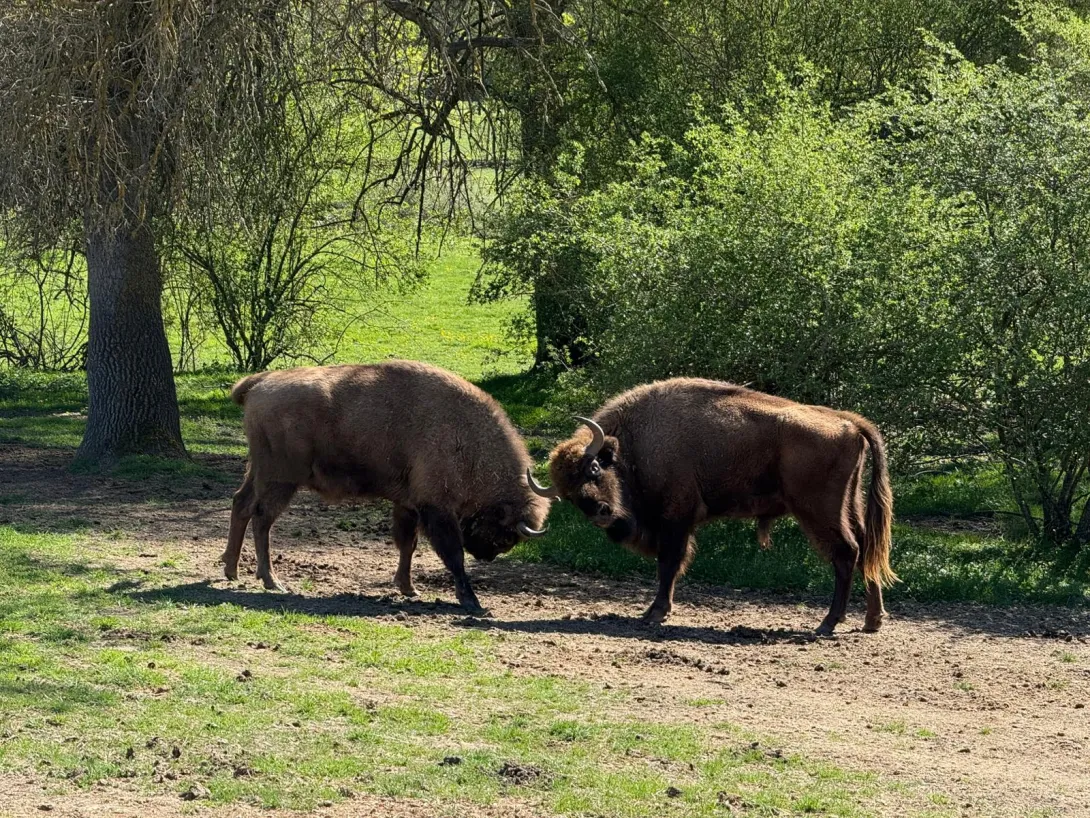 2 bulls in Kraansvlak