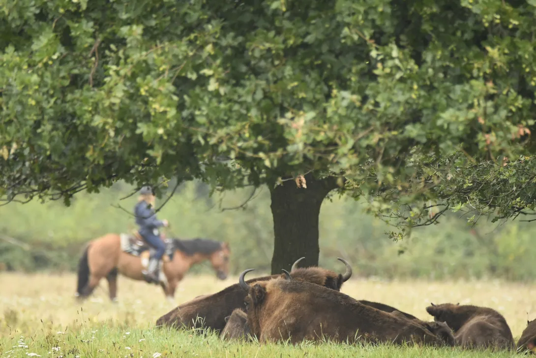 Ruiter en wisenten in de Maashorst, foto: Arjen Boerman